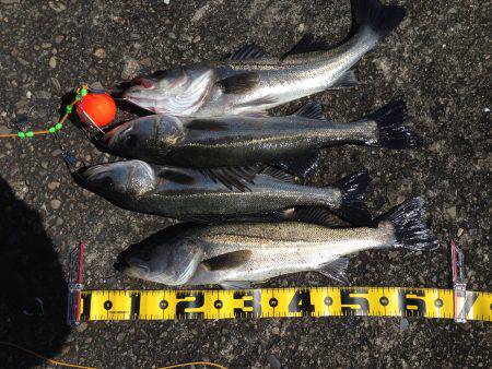 良型ハネ好調‼︎