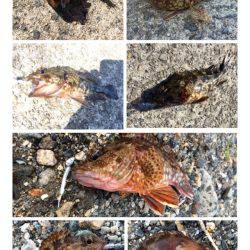 爆風ガシリング