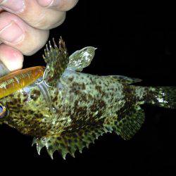 メバルがダメなら