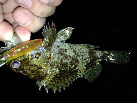 メバルがダメなら