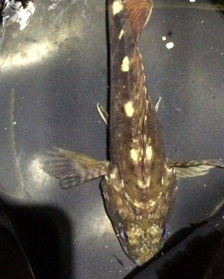 メバルが釣りたい！