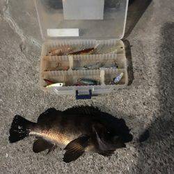 メバルのプラッキング