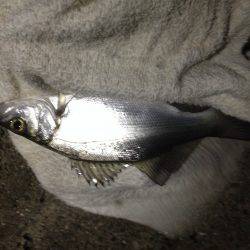 ミニセイゴに癒され