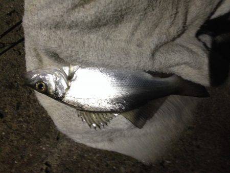 ミニセイゴに癒され