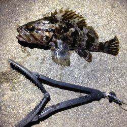 爆風!シーバス→タケノコ狩り