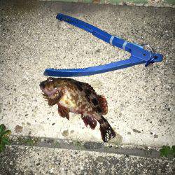 魚釣りは病気です