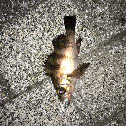 天保山周辺でメバリング