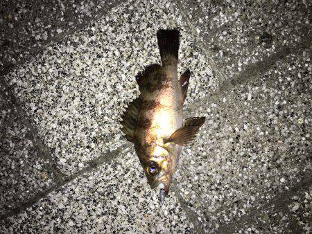 天保山周辺でメバリング