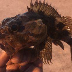 久々の釣行！ガッシー求めて^^;