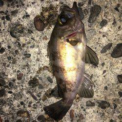 深日でめばりんぐ