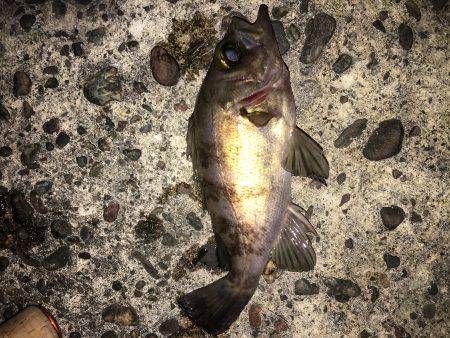 深日でめばりんぐ