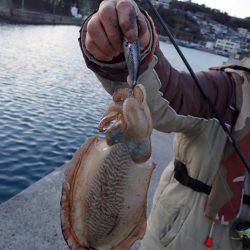 コウイカエギング