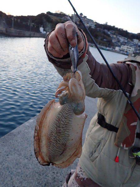 コウイカエギング