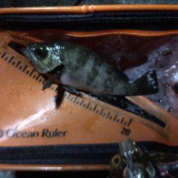 一瞬の時合いで