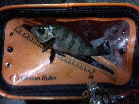 一瞬の時合いで