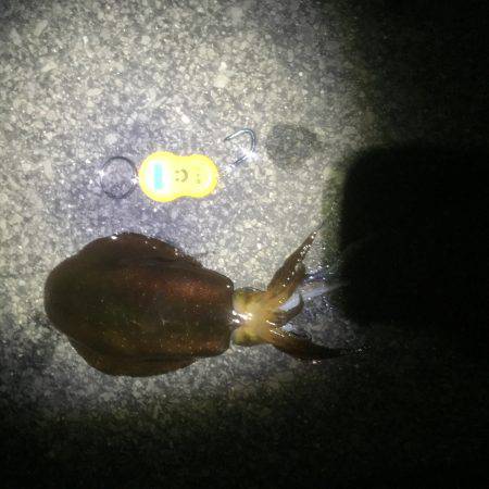 久々のアオリイカゲット‼️