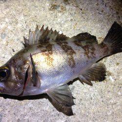 風の向きがコロコロ変わり釣りにくい！