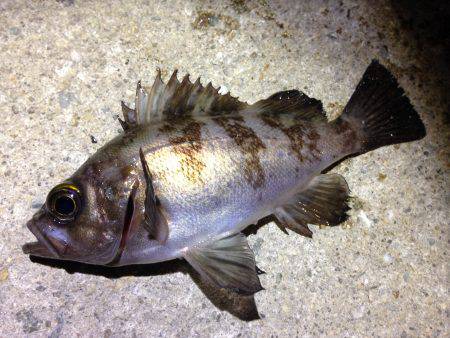 風の向きがコロコロ変わり釣りにくい！