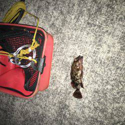 ガシラを探して