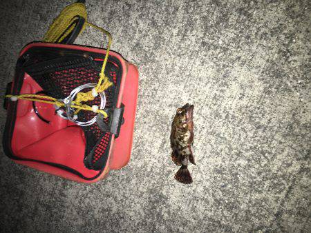 ガシラを探して