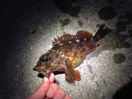 テンションフォールで入れ食い！！