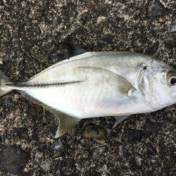 ジグヘッドワームでメッキ