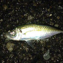 アジング激渋の中一匹