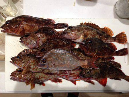 又々ガッシー君