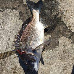 またまた良型チヌ