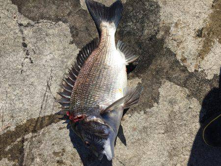 またまた良型チヌ