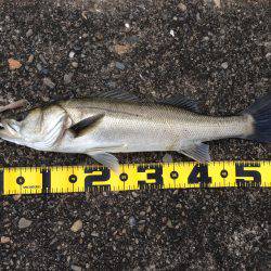 ねばって、なんとか