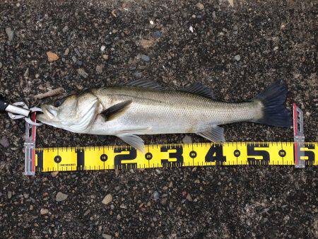 ねばって、なんとか