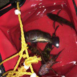 メバルのプラッキングで初GET