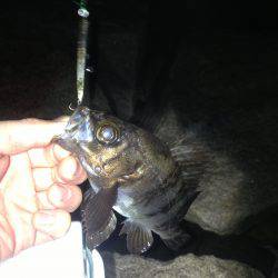 3日連チャン釣行 今夜は粘りのハードルアー