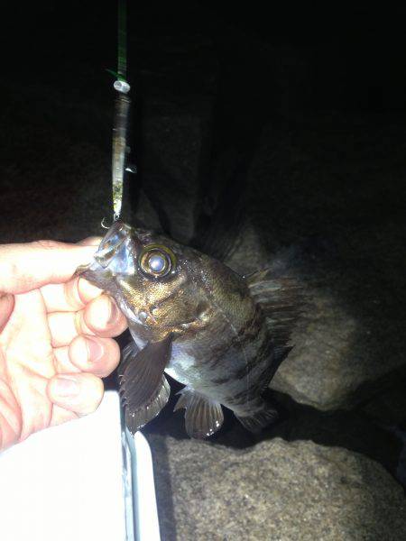 3日連チャン釣行 今夜は粘りのハードルアー…