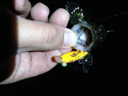 ロックプラッキング