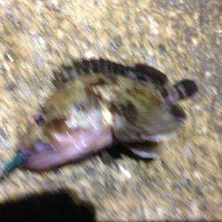 ど干潮ロックフィッシング