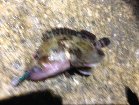 ど干潮ロックフィッシング