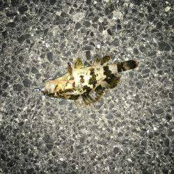 釣り人は少ないが…