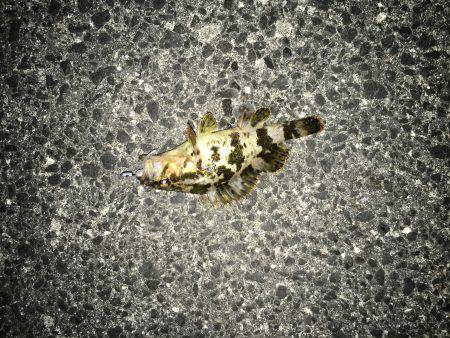 釣り人は少ないが…