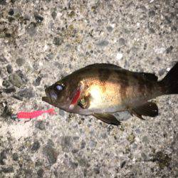 久しぶりのメバリング