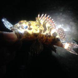 メバリングのはずが