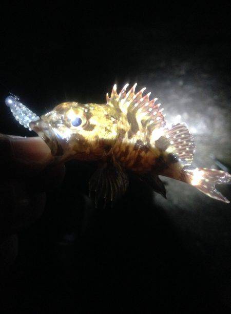 メバリングのはずが