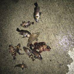 プラッキングは不発