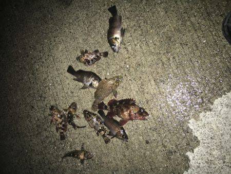 プラッキングは不発