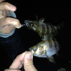 嫁さんと2人でチビメバル