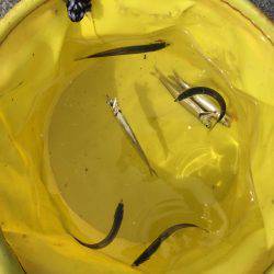 イワシに、稚鮎に、