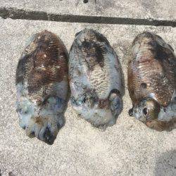 またコウイカ行ってきました