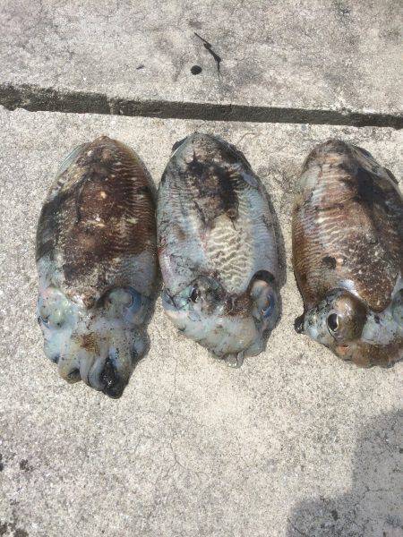 またコウイカ行ってきました