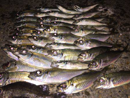 短時間アジング…。